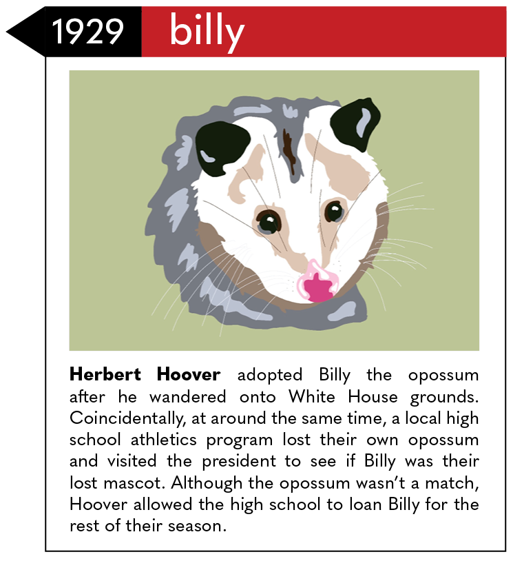 Herbert Hoover adopted Billy the opossum after he wandered onto White House grounds. Coincidentally, at around the same time, a local high school athletics program lost their own opossum and visited the president to see if Billy was their lost mascot. Although the opossum wasn’t a match, Hoover allowed the high school to loan Billy for the rest of their season.