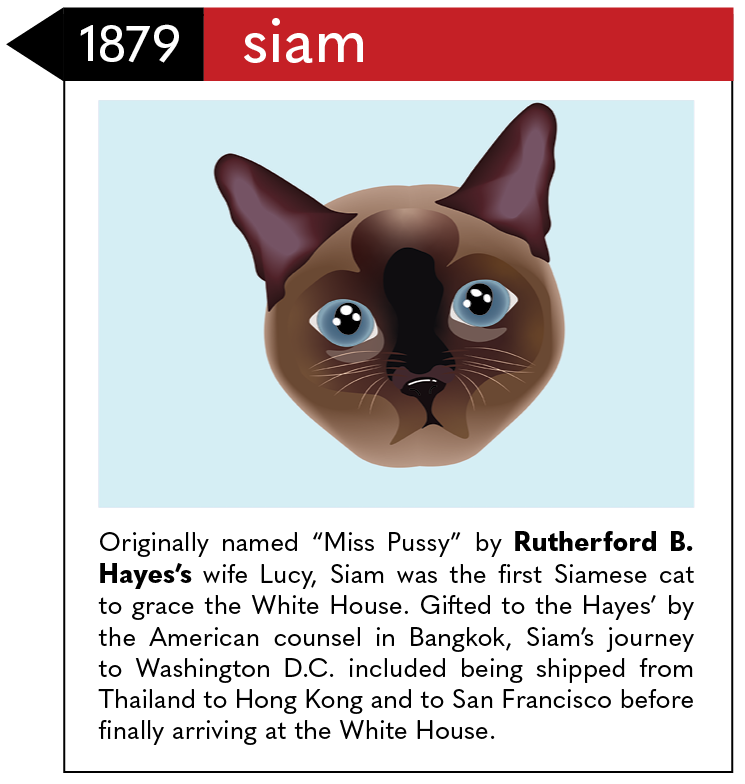 Originally named “Miss Pussy” by Rutherford B. Hayes’s wife Lucy, Siam was the first Siamese cat to grace the White House. Gifted to the Hayes’ by the American counsel in Bangkok, Siam’s journey to Washington D.C. included being shipped from Thailand to Hong Kong and to San Francisco before finally arriving at the White House.