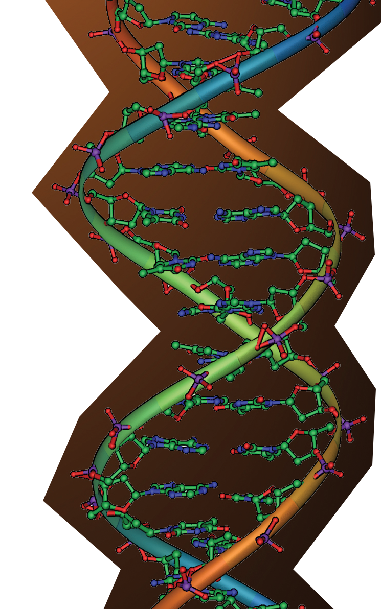 An image of DNA