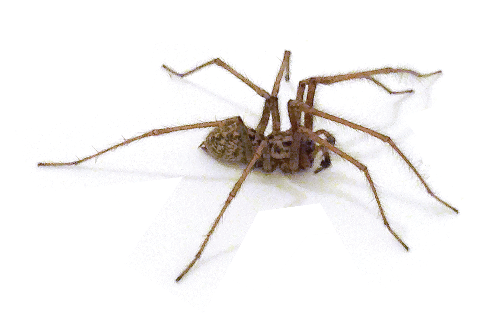 An image of a spider
