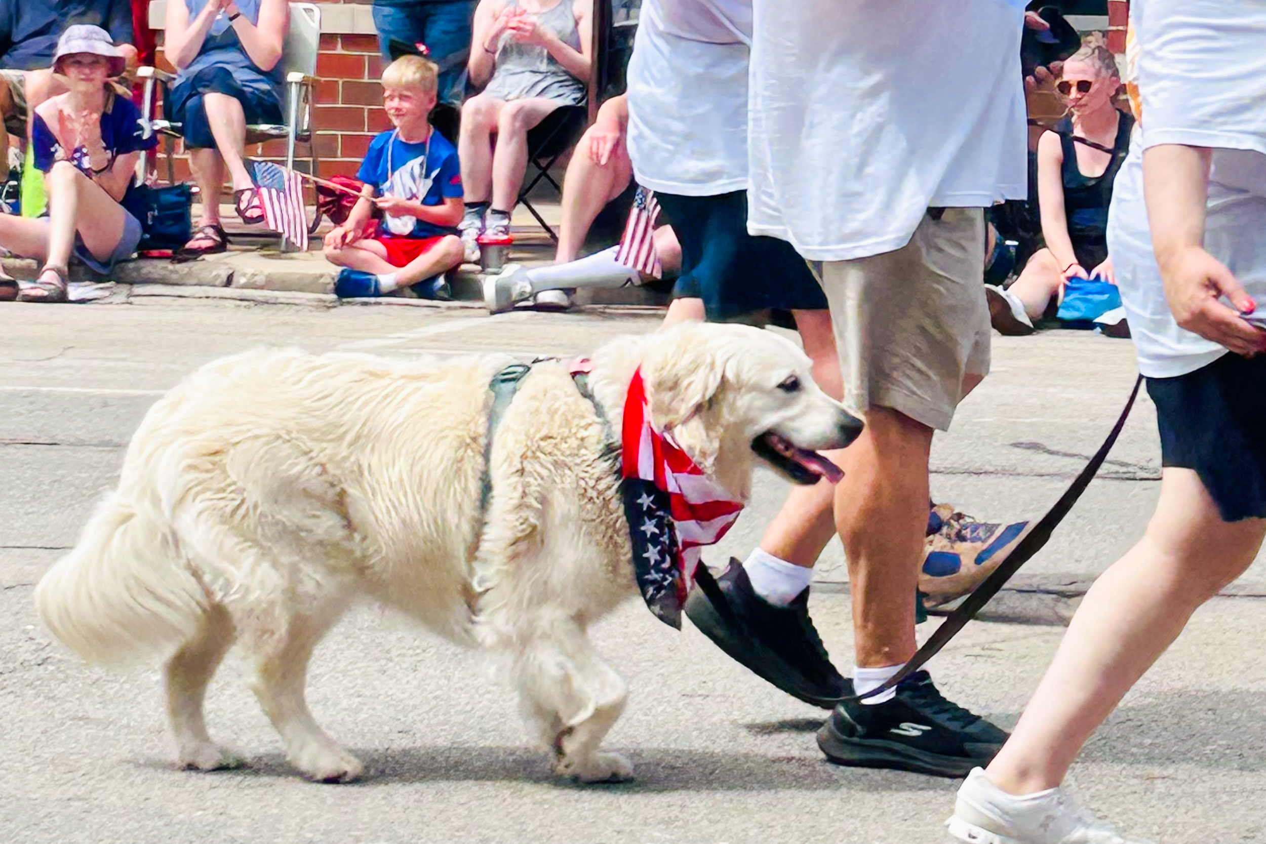 Patriotic pups take over Evanston’s Fourth of July parade, uniting dog-loving community