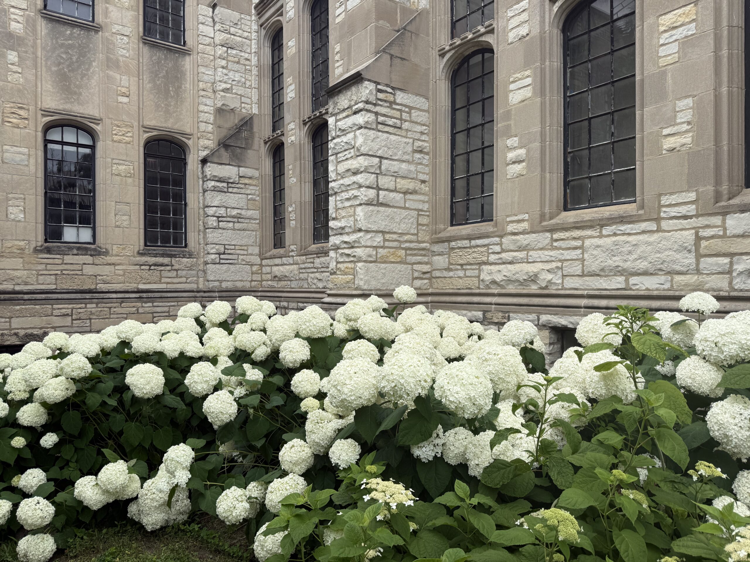 Shrub season: Hydrangeas bloom across campus