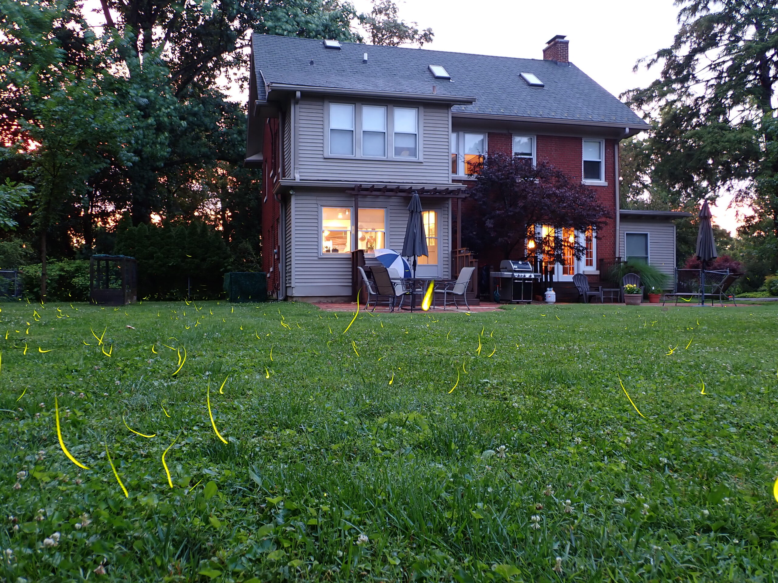 Lights in the night: More fireflies may be flashing at Northwestern this summer